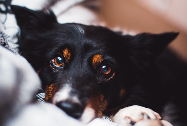 Black puppy lying on a bed looking directly at the camera, representing common puppy behavior problems