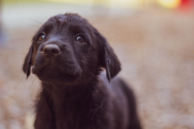 Black labrador puppy looking at the camera innocently while learning basic puppy commands