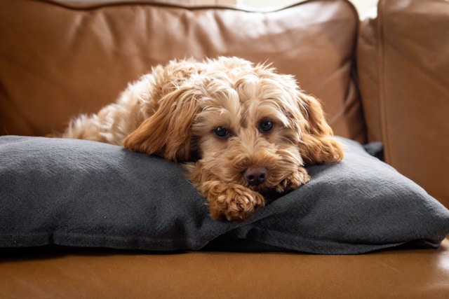 Brown puppy lying on a pillow looking sad, showing common puppy behavior problems