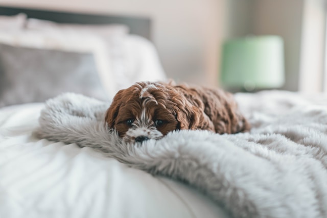 Brown puppy lying on a white bed looking sad, showing signs of common puppy behavior problems