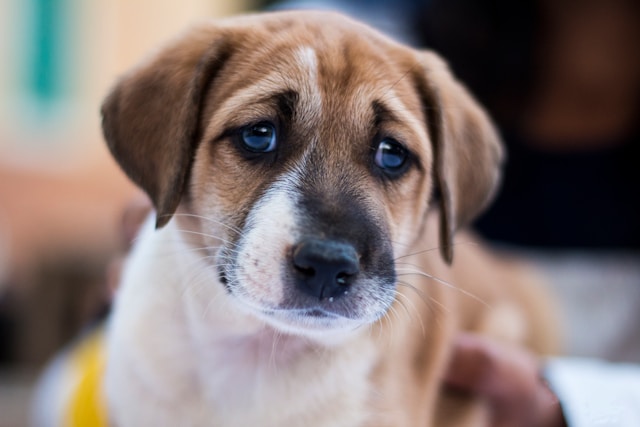 Brown and white puppy sitting calmly, representing common puppy behavior problems
