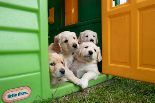 Four cute puppies peeking from a door while starting puppy training commands