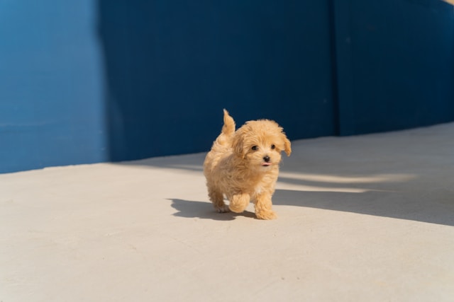 Cute puppy walking happily on a path