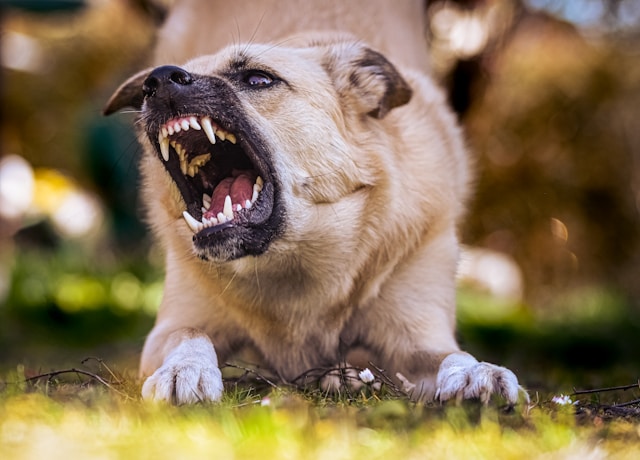 Dog barking angrily, showing frustration or warning behavior