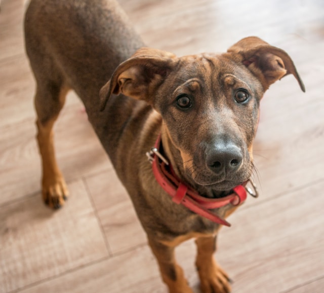Dog wearing a red collar looking directly at the camera, appearing curious and attentive