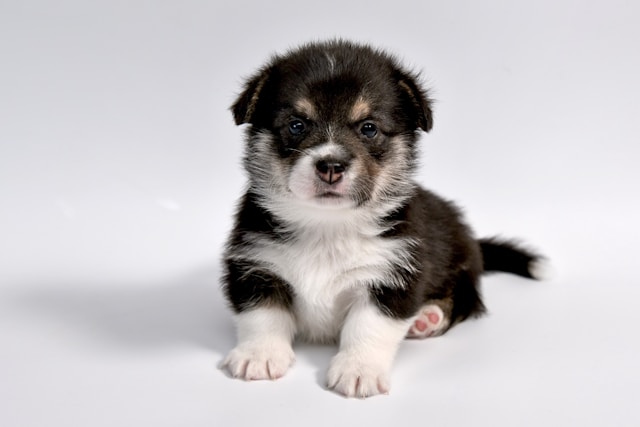 Black and white puppy sitting calmly on a white floor