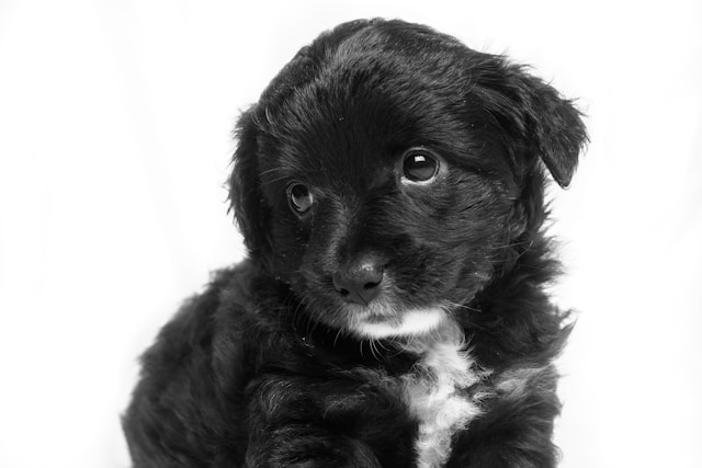 Black and white spotted puppy looking calmly on the floor during the first week at home
