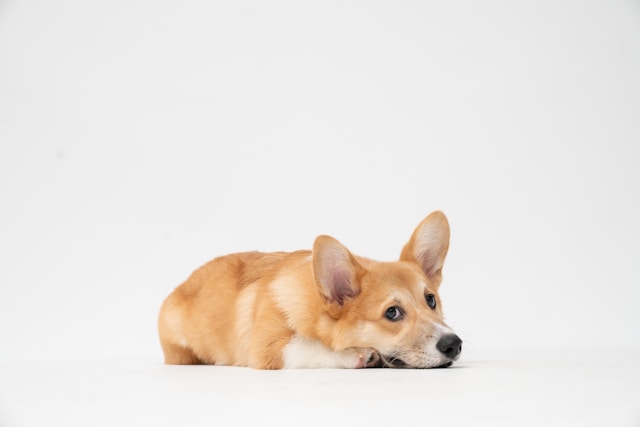 Brown and white puppy lying on a white floor during its first week with a puppy