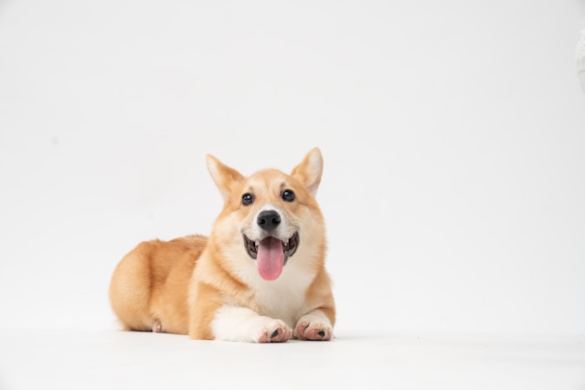 Puppy lying on a white floor