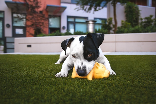 Puppy playing with a yellow toy on a grass field