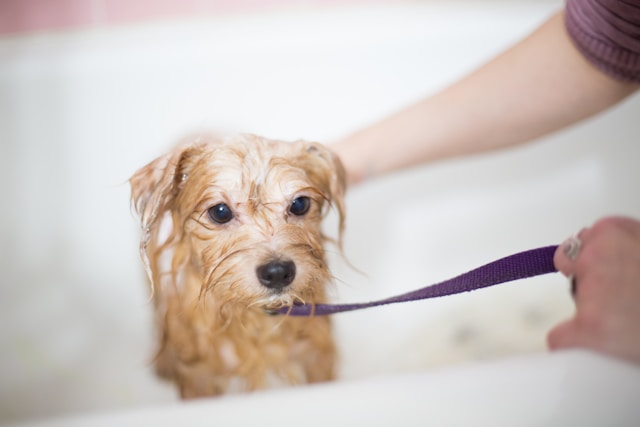 Puppy having a bath 