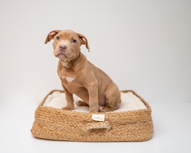Puppy sitting on a basket 