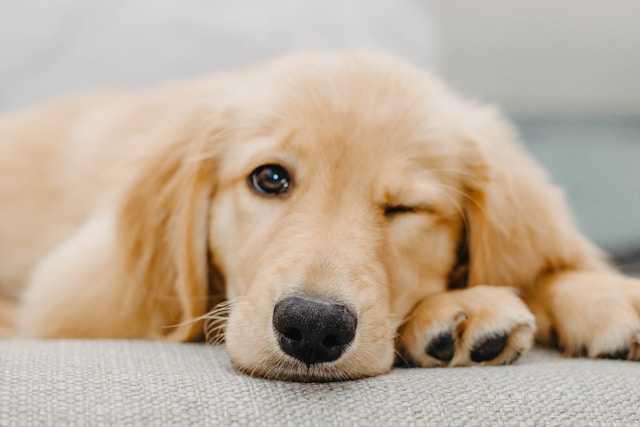 Golden retriever puppy lying on a mat after practicing basic puppy training commands