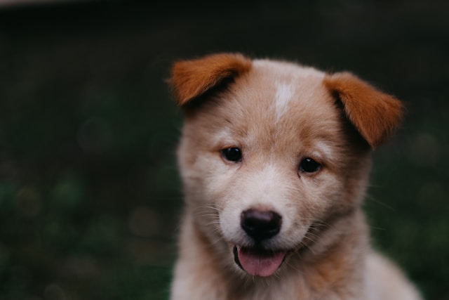 Cute puppy looking at the camera during potty training session
