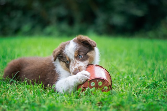 Puppy chewing a pot in a grass field – tips on how to stop puppy biting