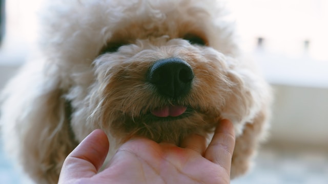 owner-petting-puppy-chin
