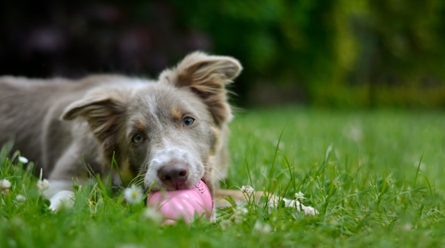 Puppy biting a pink toy in a grass field – tips to stop puppy biting

