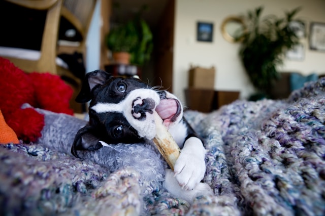 Puppy biting a wood piece on a bed – training tips to stop puppy biting
