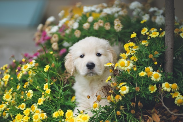 Puppy sitting inside a flower garden