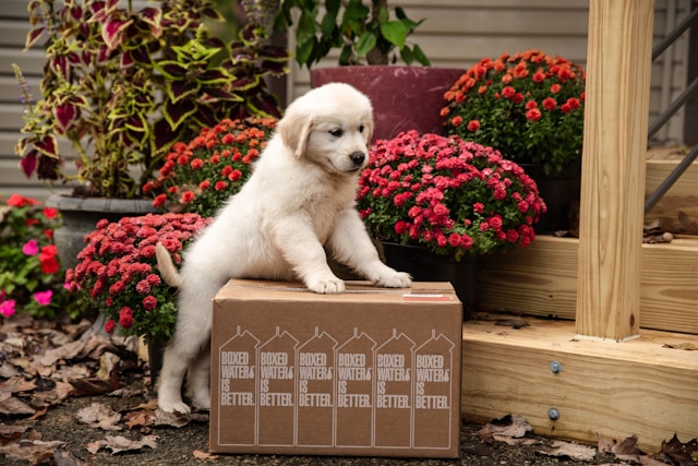 Curious puppy standing on a cardboard box in a flower garden