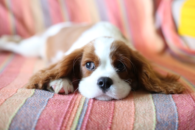 Puppy lying comfortably on a colorful mattress 