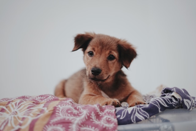 Puppy lying on a pink and black carpet looking relaxed