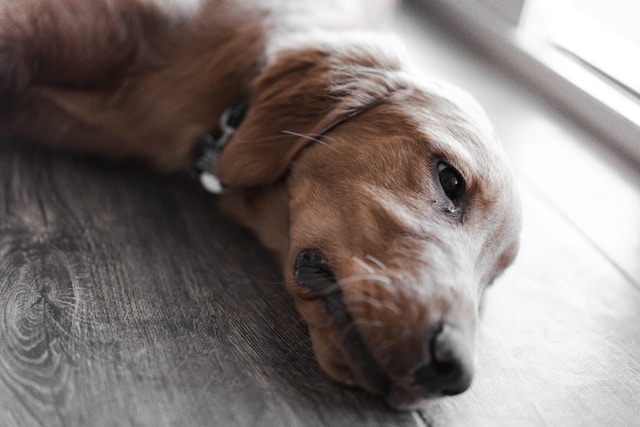 Sad puppy lying on a wooden floor, looking lonely and calm