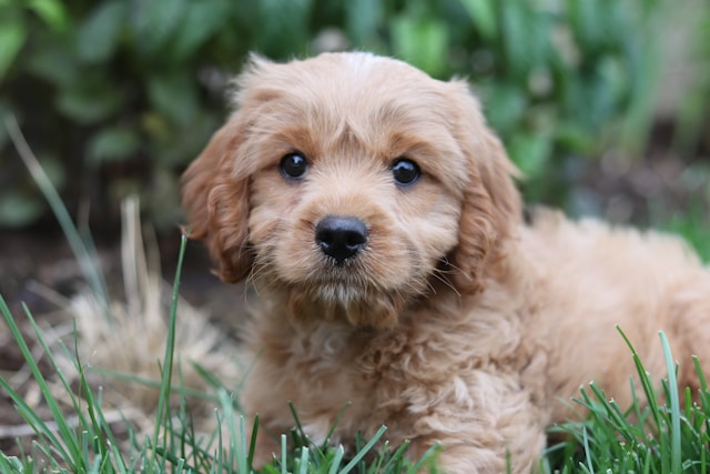 Puppy standing on a grass field during potty training and looking at the camera