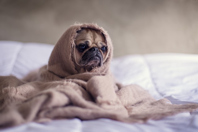 Puppy peeking out from under a bed sheet with only its face visible
