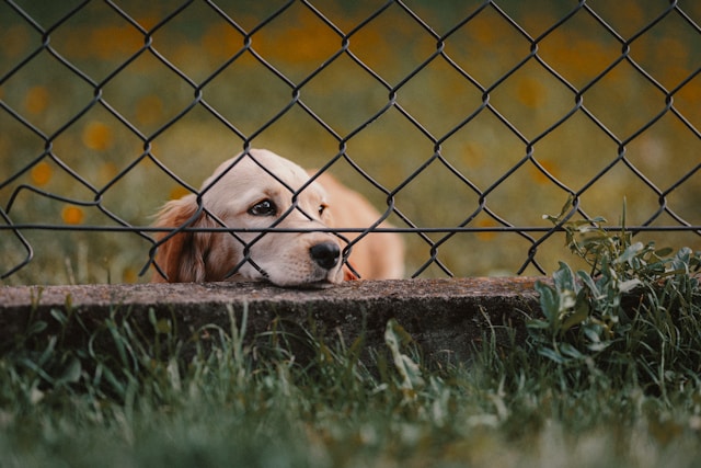 Puppy peeking through a fence, showing curious behavior common in puppies