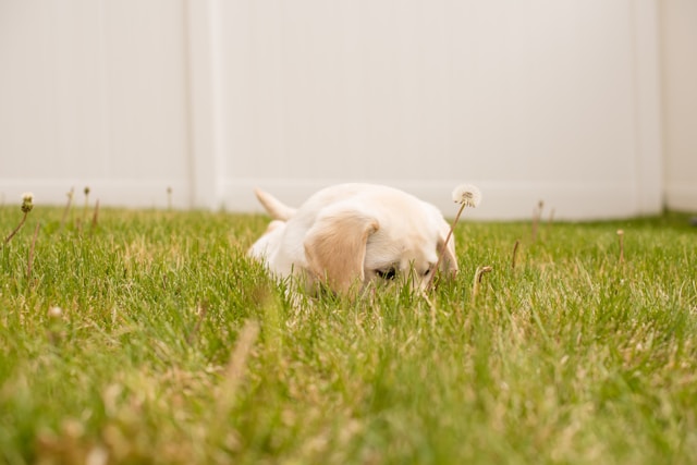 Puppy playing happily in the grass after crate training