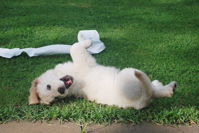 Puppy lying on the ground playing with a roll of tissue