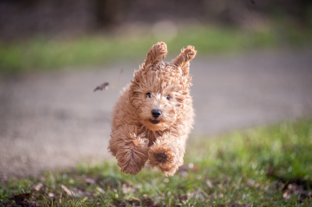 Playful puppy running joyfully in a grass field