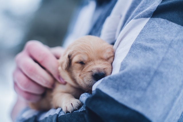 Adorable puppy sleeping peacefully on its owner’s arms