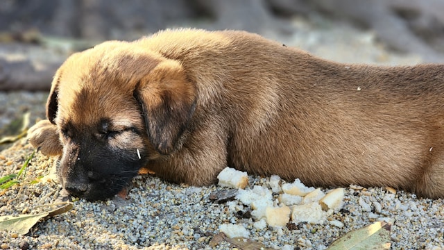 Puppy sleeping peacefully on a rock