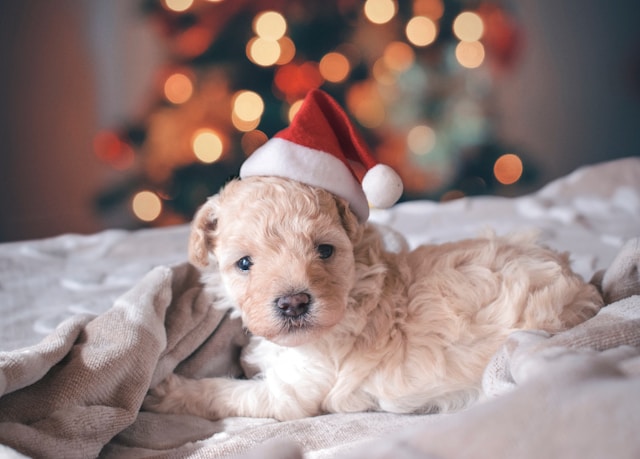 Adorable puppy wearing a Santa hat and looking playful