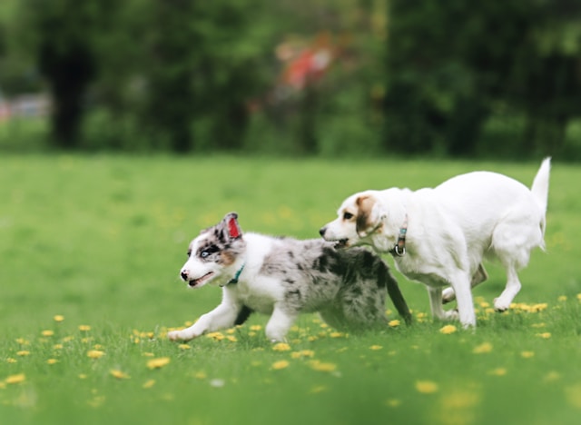 Two puppies playing together on a grass field having fun
