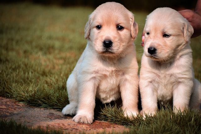 Two puppies sitting together on a grass field looking curious