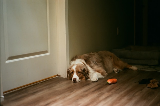 White and brown puppy lying on a wooden floor, looking relaxed and calm